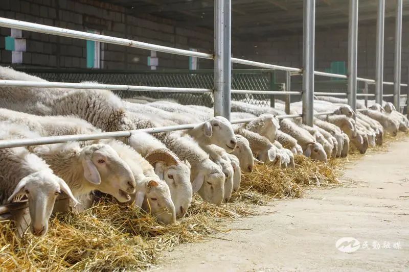 欣海牧業(yè) “牧”歌嘹亮，奏響鄉(xiāng)村振興肉類(lèi)新篇章