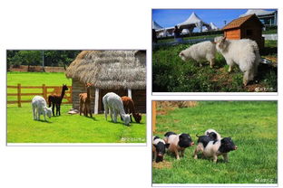 6.18比墾丁更美 歐式牧場(chǎng)里，體驗(yàn)大連版《向往的生活》與家畜飼養(yǎng)之樂(lè)