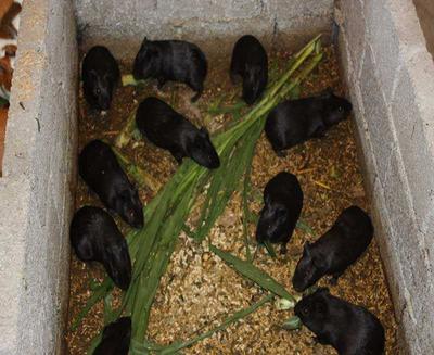 中華黑豚 農(nóng)民致富新寵，產(chǎn)婦滋補(bǔ)佳品