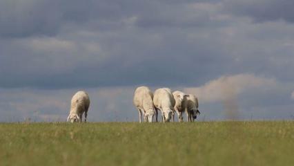 草原上的黨課 內(nèi)蒙古“聽(tīng)黨話、感黨恩、跟黨走”宣傳教育走進(jìn)鄂溫克家畜飼養(yǎng)一線