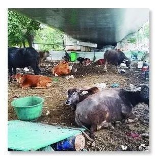 公路新功能？探索路面與圍欄外的畜牧可能